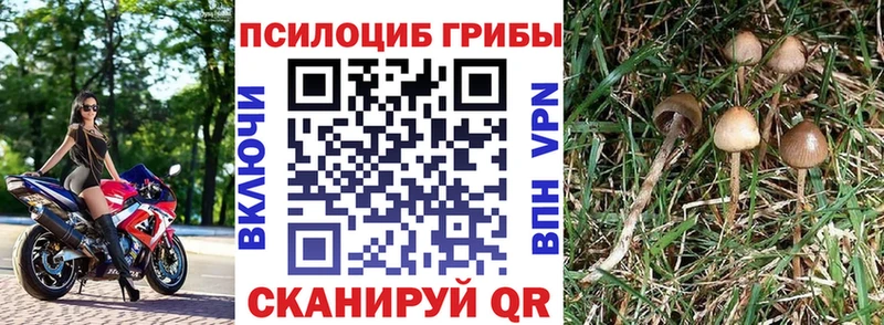 Галлюциногенные грибы прущие грибы  Димитровград 